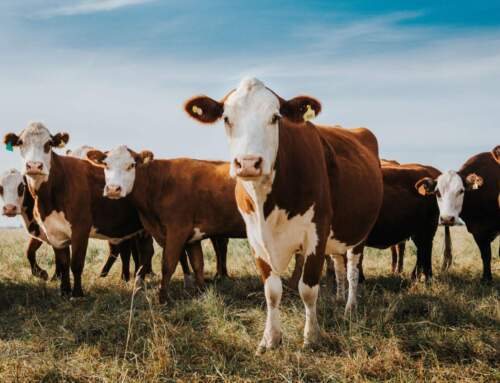 Ranch Group Applauds Action to Overturn USDA’s Electronic Eartag Mandate